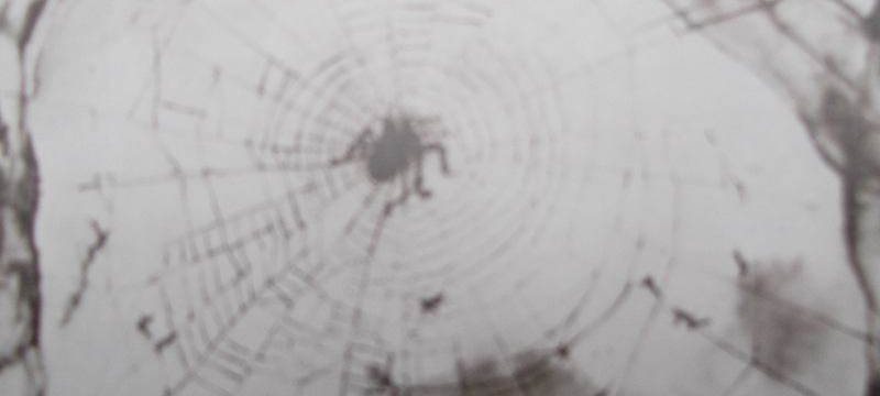 Une araignée, sur sa toile tendue, se promène au-dessus d'une ortie - Détail d'un dessin de Victor Hugo.