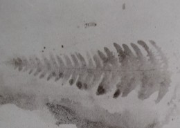 Ce détail d'un dessin de Victor Hugo représente la trace d'une fougère, symbole de la tristesse d'Olympio.