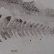 Ce détail d'un dessin de Victor Hugo représente la trace d'une fougère, comme une plume d'aigle inscrite dans la terre.