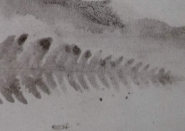 Ce détail d'un dessin de Victor Hugo représente la trace d'une fougère, comme une plume d'aigle inscrite dans la terre.